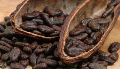 Kakaosektor muss existenzsichernde Einkommen und Löhne garantieren