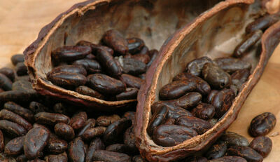 Schluss mit der Schönfärberei im Kakaosektor!