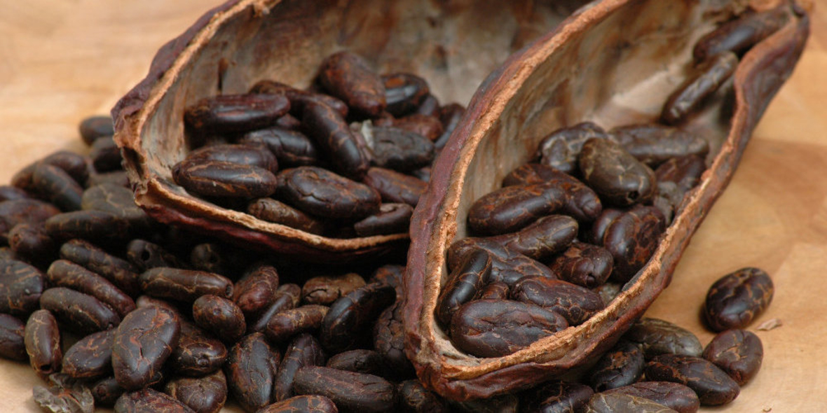 Kakao-Sektor: Massive Erhöhung der Einkommen nötig