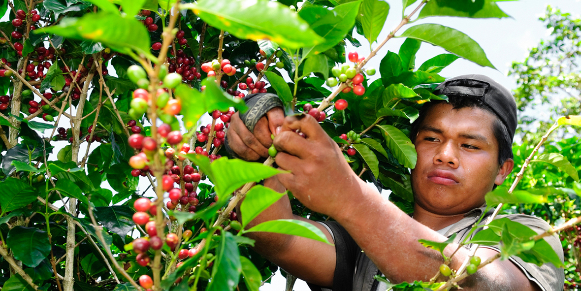 Tchibo: Neue Guatemala-Edition mit Agroforstwirtschafts-Ansatz