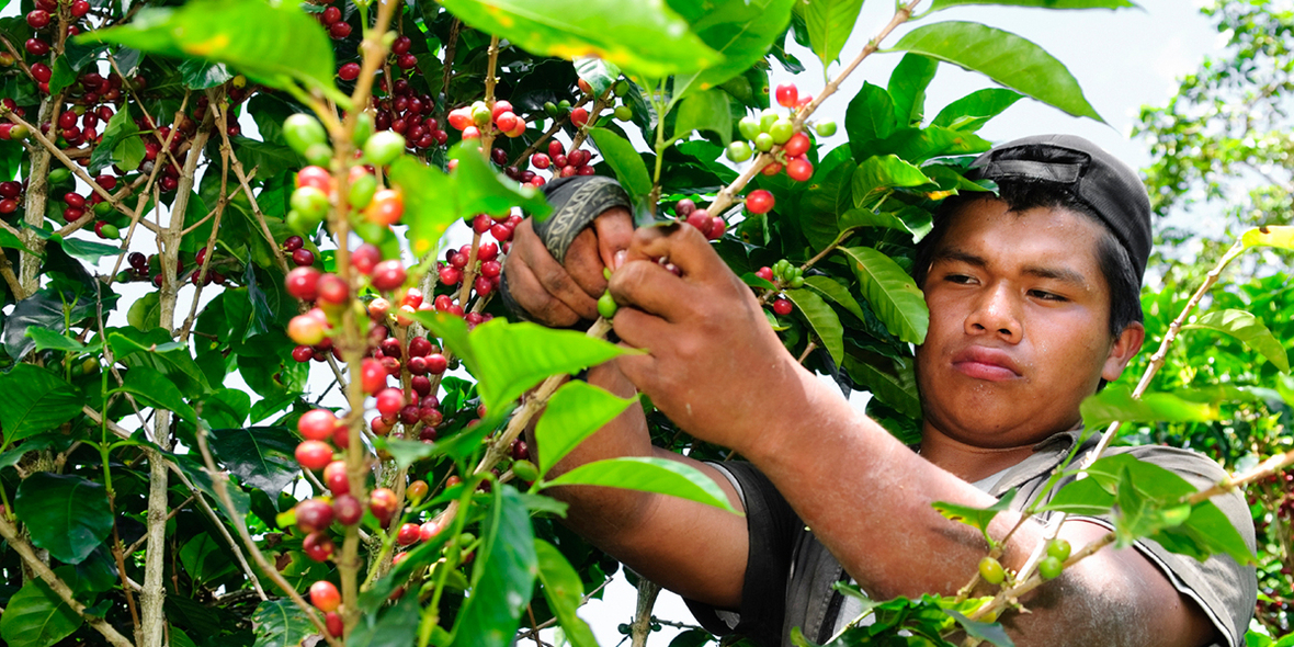 Corona-Folgen bedrohen globale Kaffeeindustrie