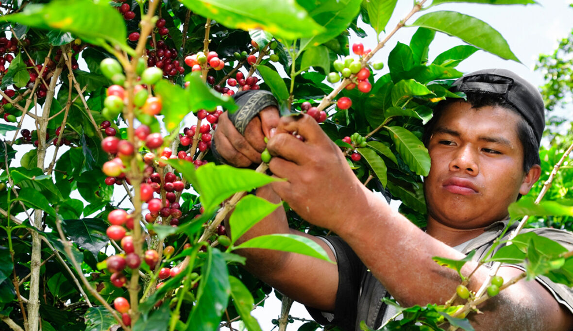 Corona-Folgen bedrohen globale Kaffeeindustrie