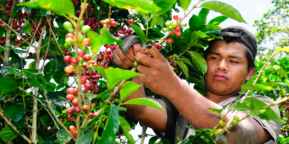 Fairer Kaffee und die Problematik mit Fairtrade