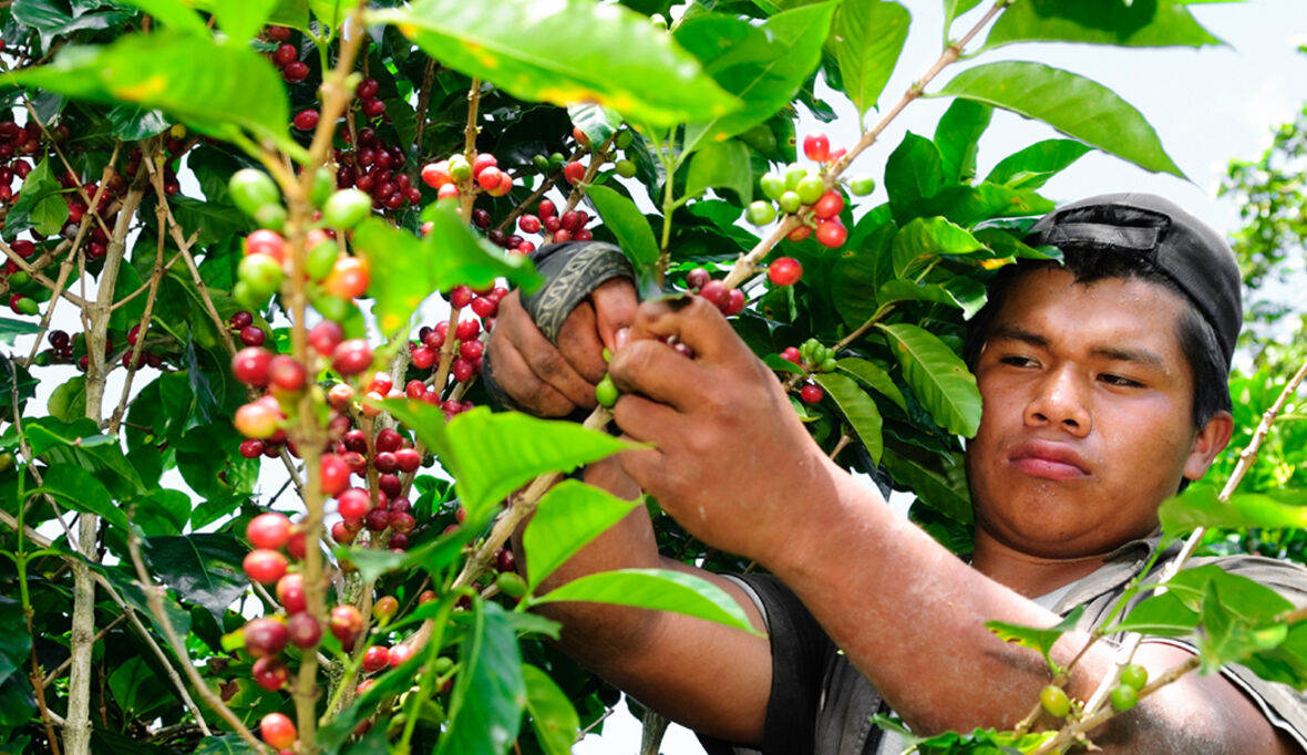 Tchibo: Neue Guatemala-Edition mit Agroforstwirtschafts-Ansatz