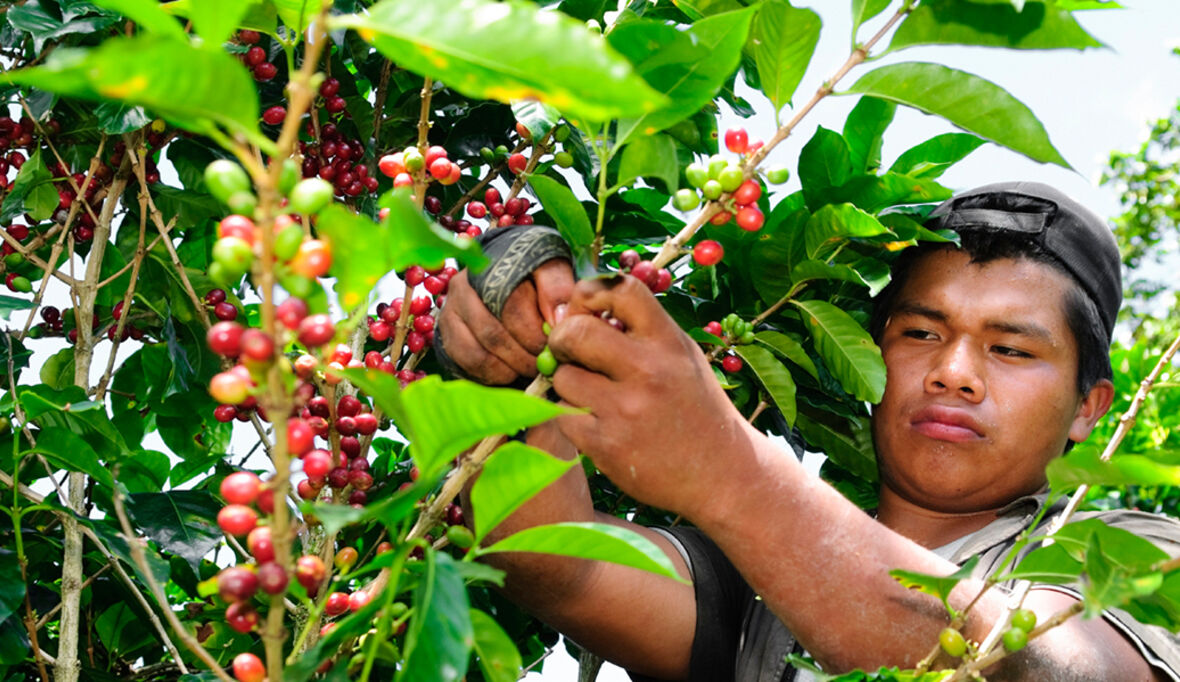 Rainforest Alliance führt neue Zertifizierung für Kaffeesektor ein