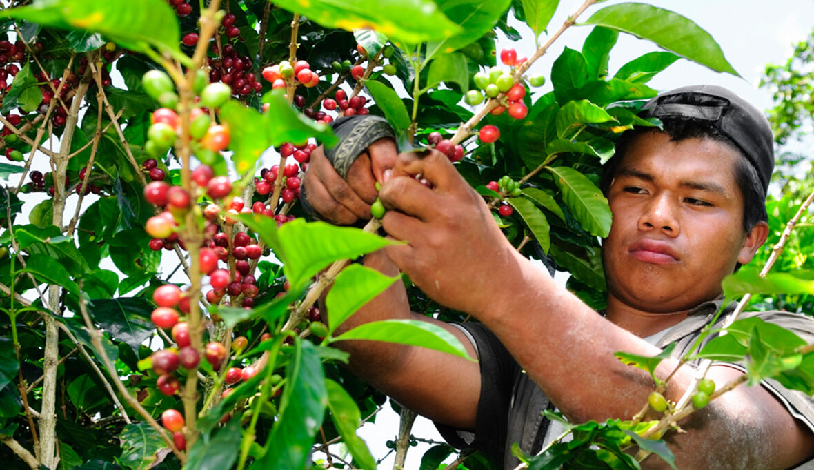 Fairer Kaffee und die Problematik mit Fairtrade