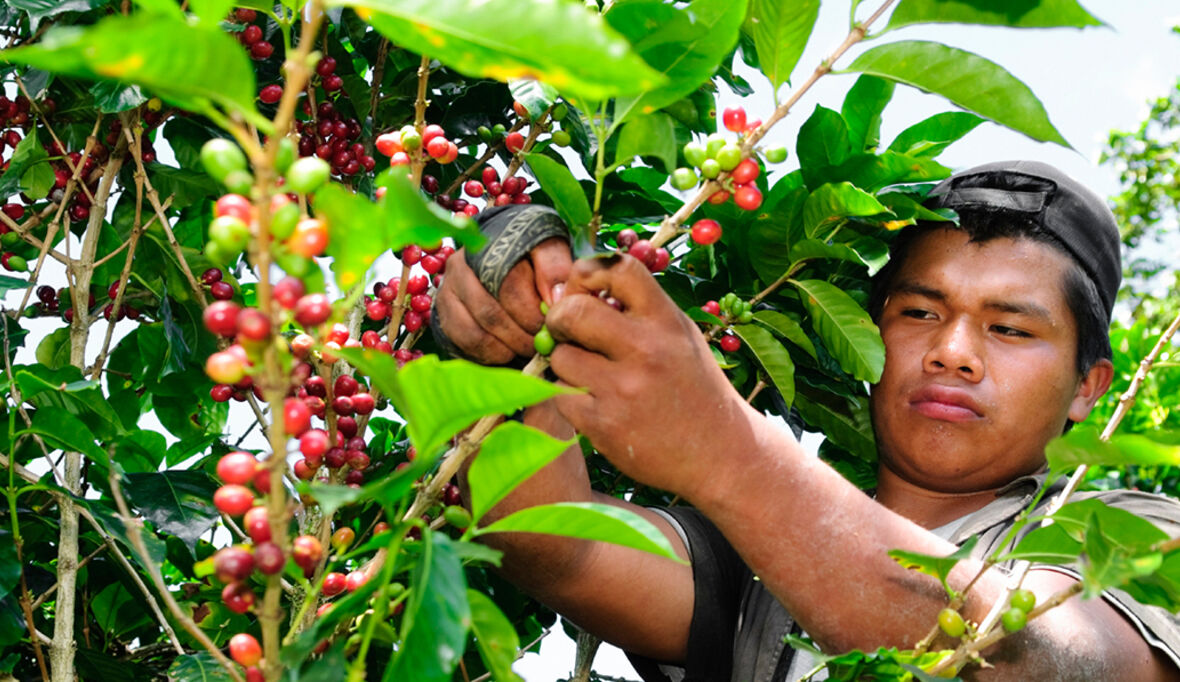Kaffeehandel: Multinationale Konzerne stehen in der Verantwortung