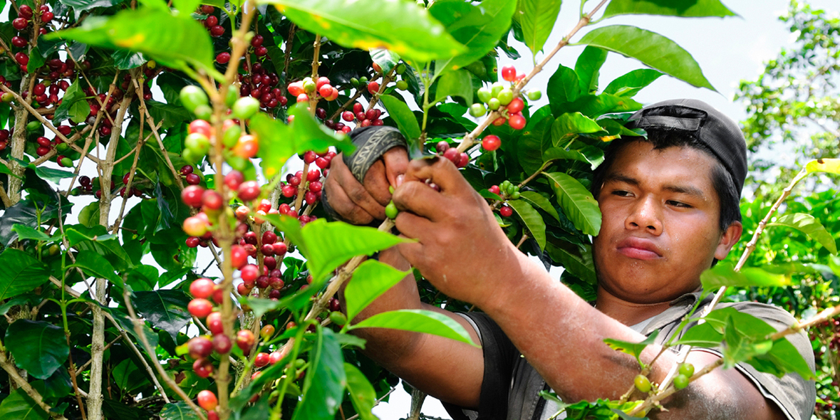 Kaffeehandel: Multinationale Konzerne stehen in der Verantwortung