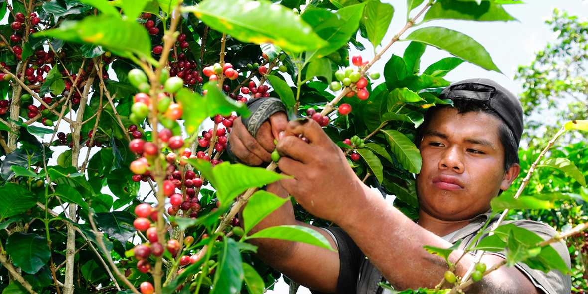 Rainforest Alliance führt neue Zertifizierung für Kaffeesektor ein
