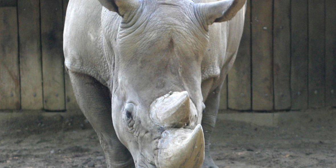 Nashorn-Wilderei nimmt weiter zu