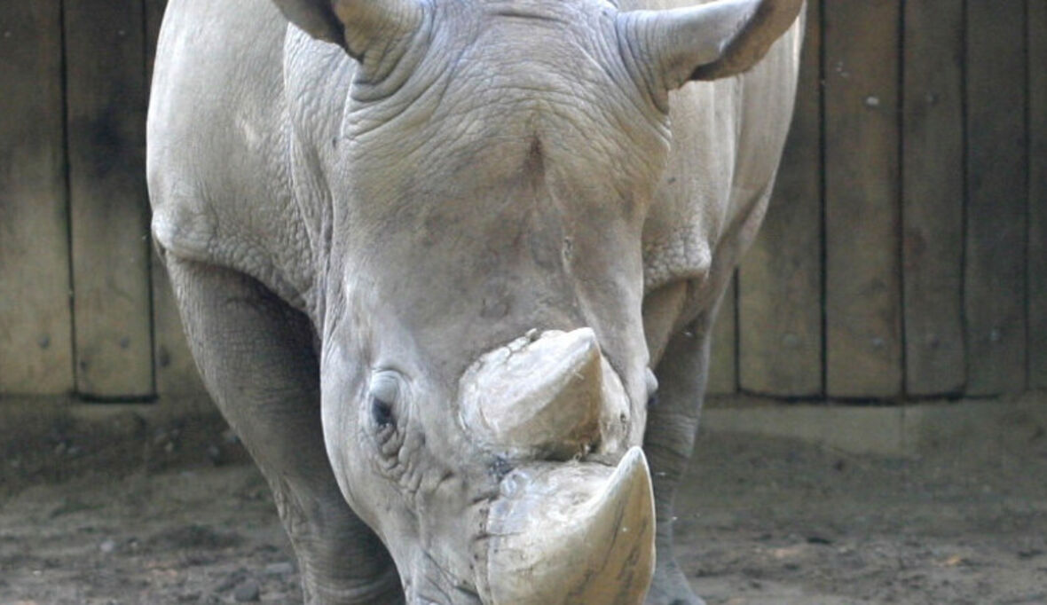Nashorn-Wilderei nimmt weiter zu