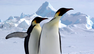 Die Antarktis nähert sich mehreren Kipppunkten