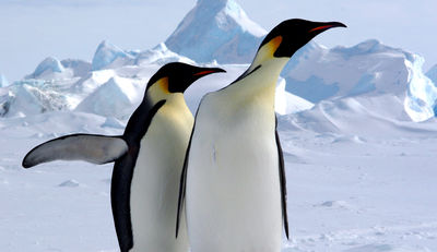 Plastikinsel als Nistplatz für Pinguine?