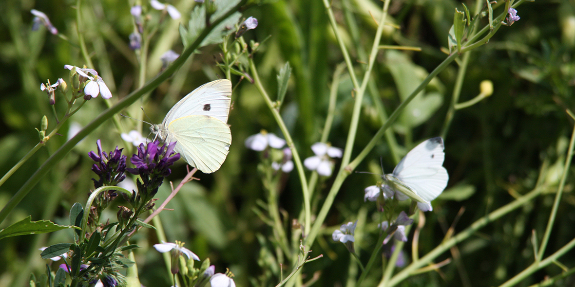 Bienen und Schmetterlinge in Städten gefährdet