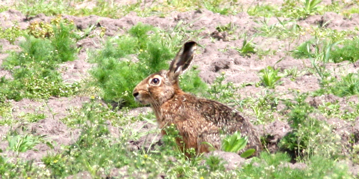 Öko-Landwirtschaft stärken und Anteilseigner werden