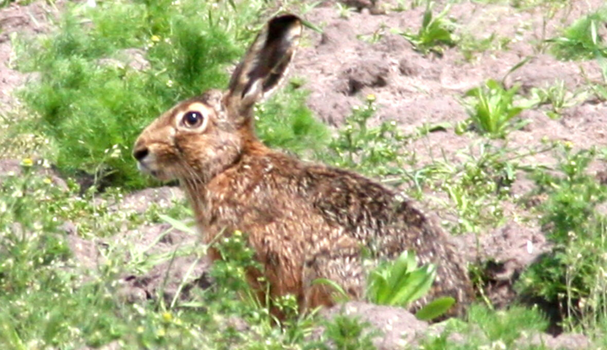 Vier Pfoten deckt Risiken des Online-Tierhandels auf