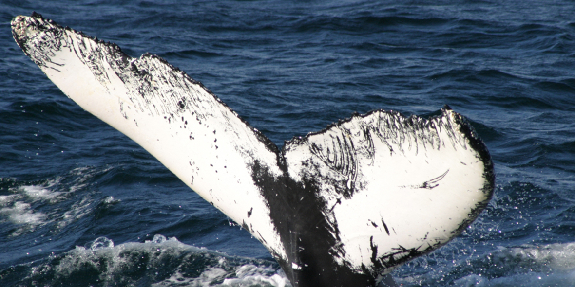 Japan stellt neue Walfangstrategie vor