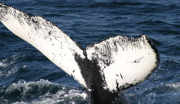 Deutscher Reederverband empfiehlt Kursänderung zum Schutz der Wale