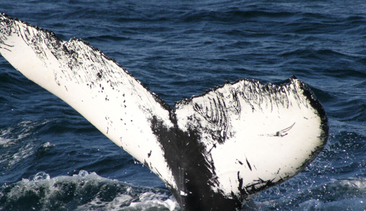 Projekt „Walflüsterer“ geht in die siebte Runde