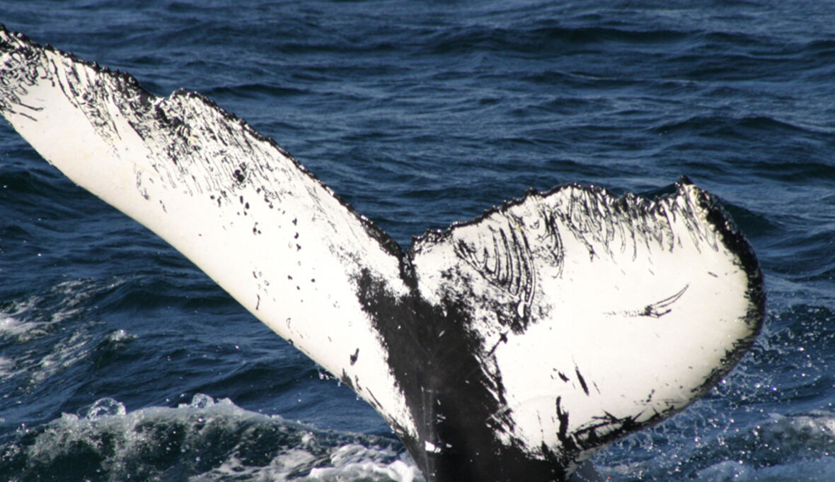 Japan stellt neue Walfangstrategie vor