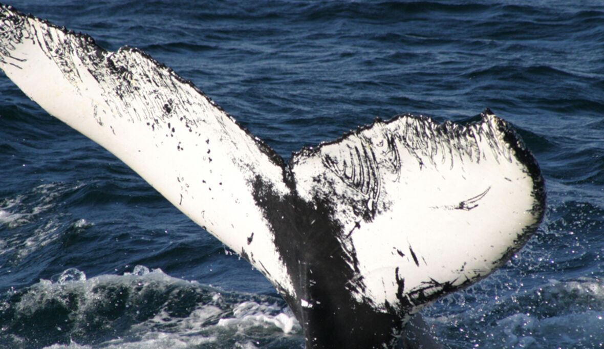 Japanische Walfänger setzen Jagd in der Antarktis fort