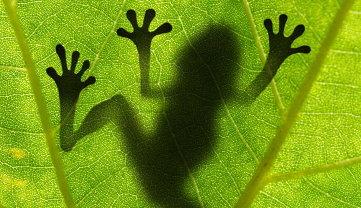 Neue Hecken in Madagaskar schützen Artenvielfalt 