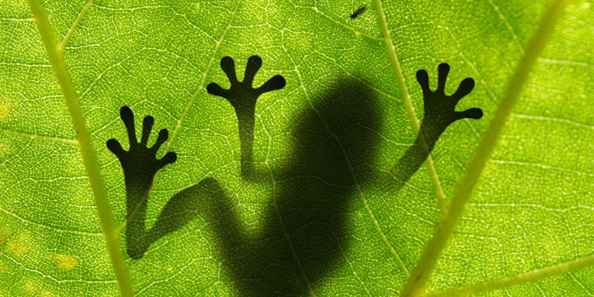 Green Bonds müssen besser werden