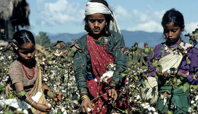 Baumwollproduktion in Indien: Studie zeichnet beklemmendes Bild 