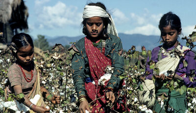 Kinderarbeit auf indischen Baumwollfeldern 