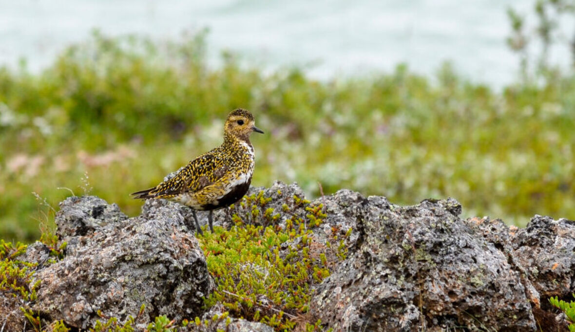 Verlust an Artenvielfalt schränkt Evolution stark ein