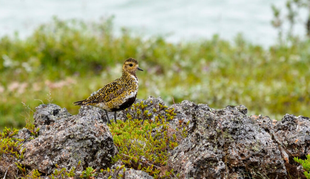 Start-up Hula Earth wächst: Biodiversität langfristig beobachten