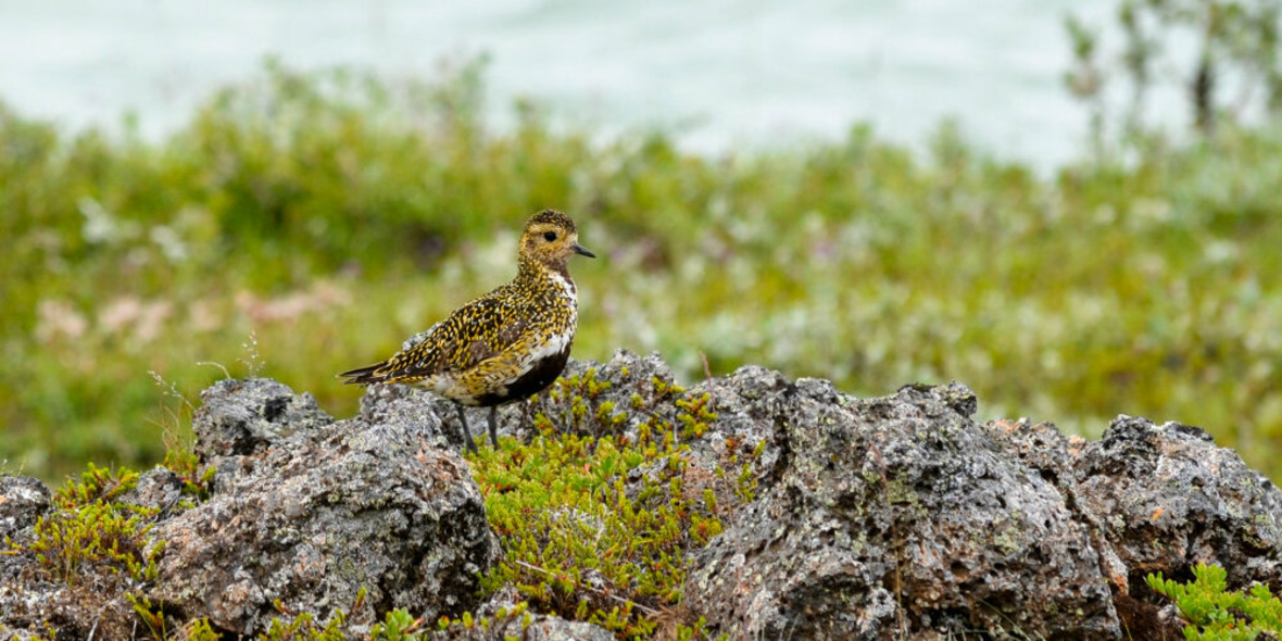 Verlust an Artenvielfalt schränkt Evolution stark ein