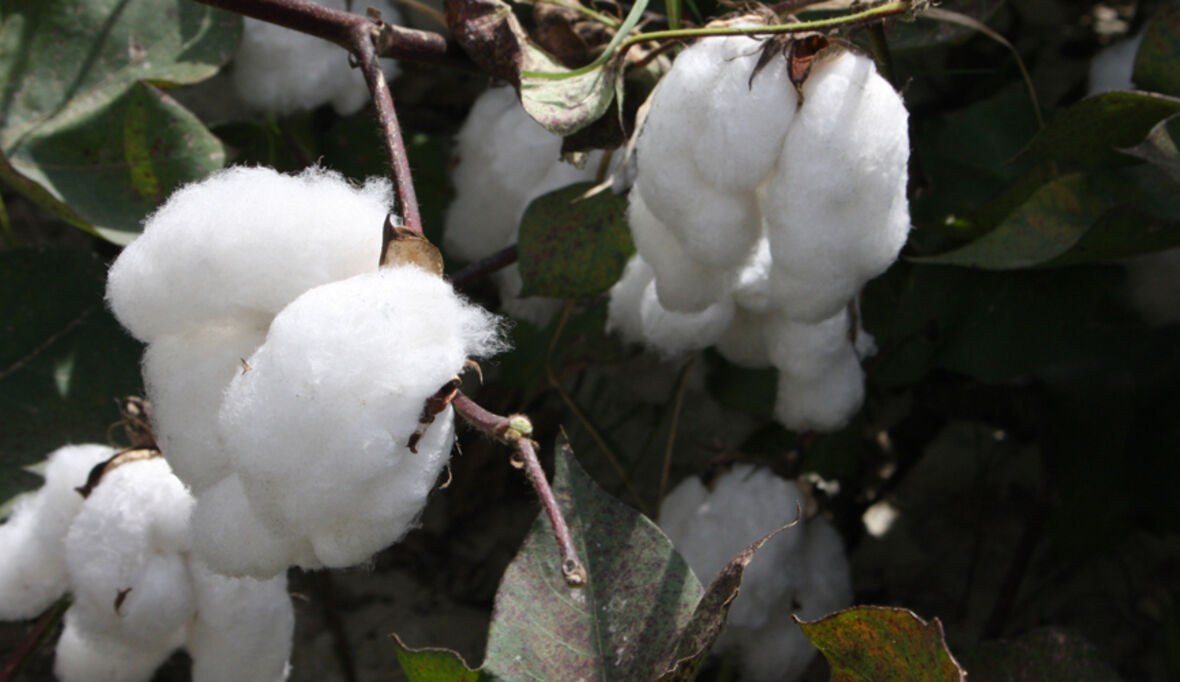 Baumwolle: Wie nachhaltig ist die Bekleidungsindustrie?