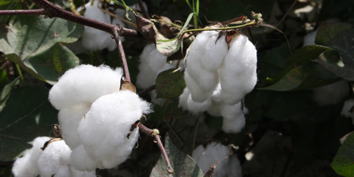 CmiA veröffentlicht Report zum Jubiläumsjahr 2015