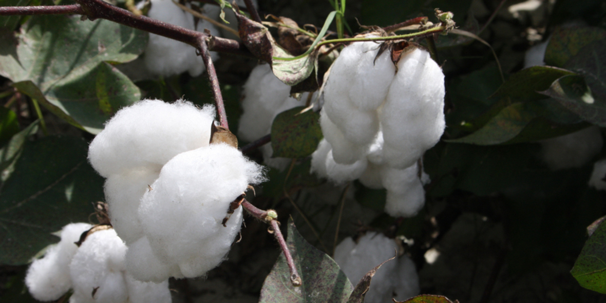 Tchibo launcht neue Kollektion aus ECO-LOGIC Baumwolle