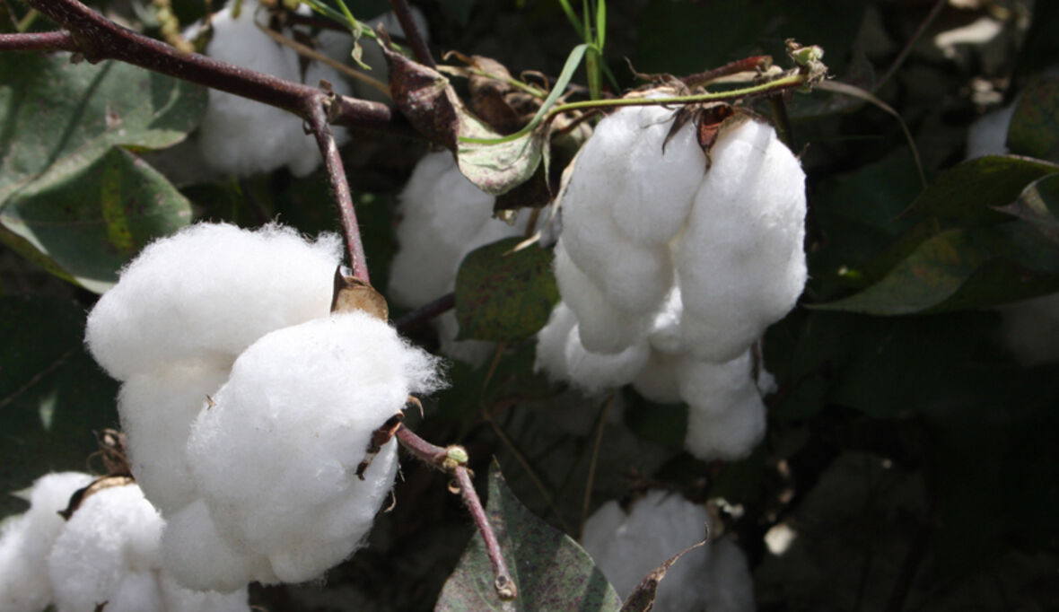 CmiA veröffentlicht Report zum Jubiläumsjahr 2015