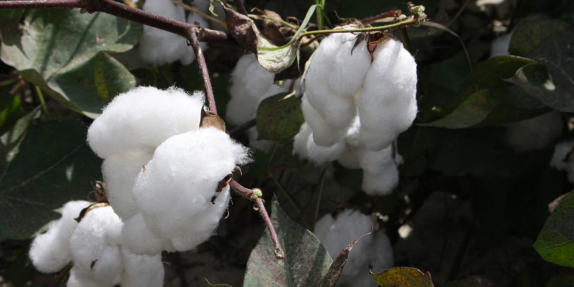 Größere Anbaufläche und verbesserte Umweltleistung: U.S. Cotton Trust Protocol Report 2021/22