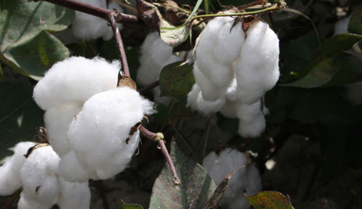 Neue Studie über afrikanischen Baumwollhandel