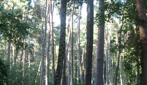 Waldschutz finanziell belohnen