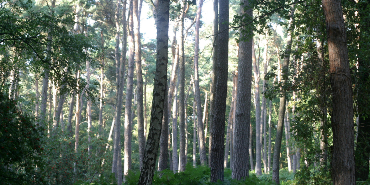 Artenreiche Wälder sollen Klimakollaps aufhalten