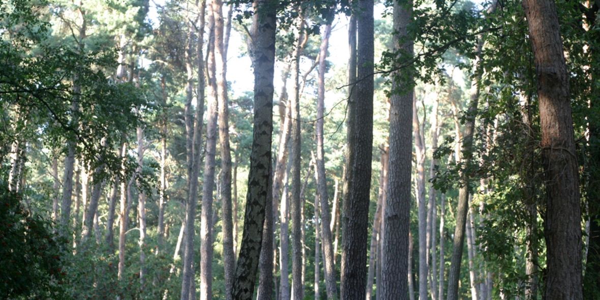 Wie die Europäische Energiepolitik Wälder gefährdet