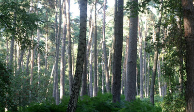 Wissenschaftler untersuchen Wälder in NRW