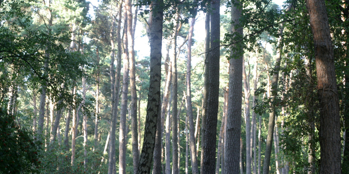 Klimastabilisierung: Bäume pflanzen reicht nicht