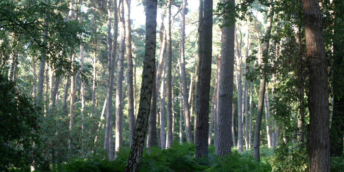 Wissenschaftler untersuchen Wälder in NRW