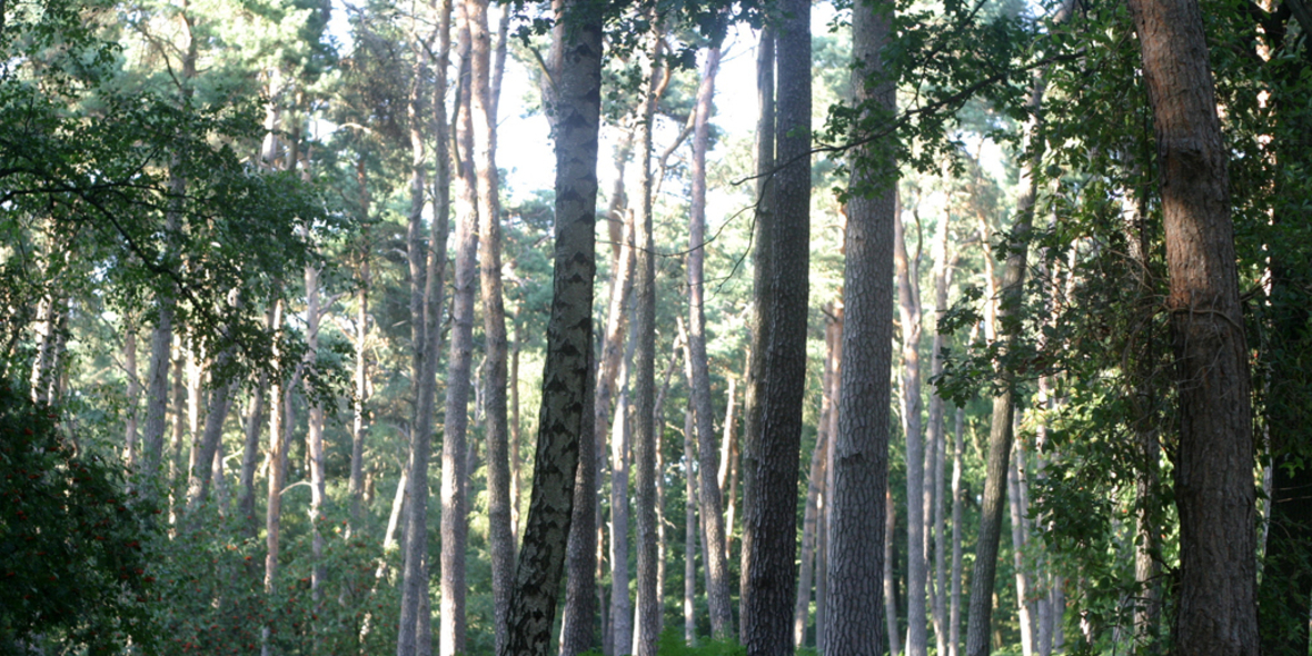 Waldschutz finanziell belohnen