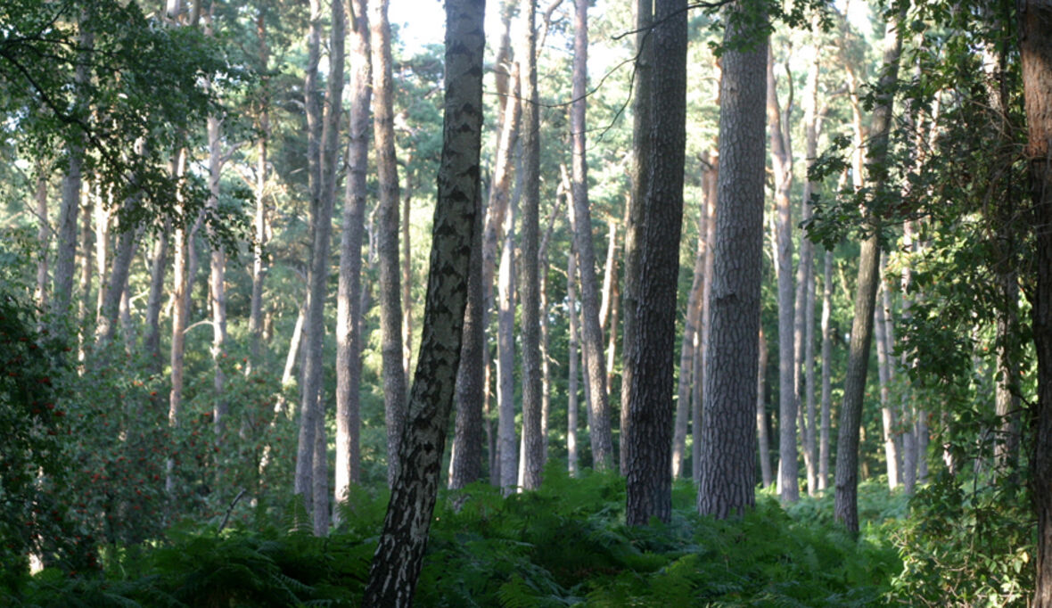 Fläche naturnaher Wälder in Deutschland wächst