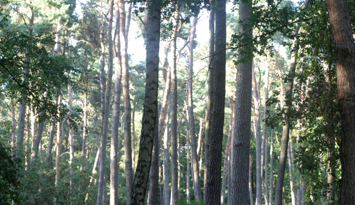 Investition in deutschen Wald