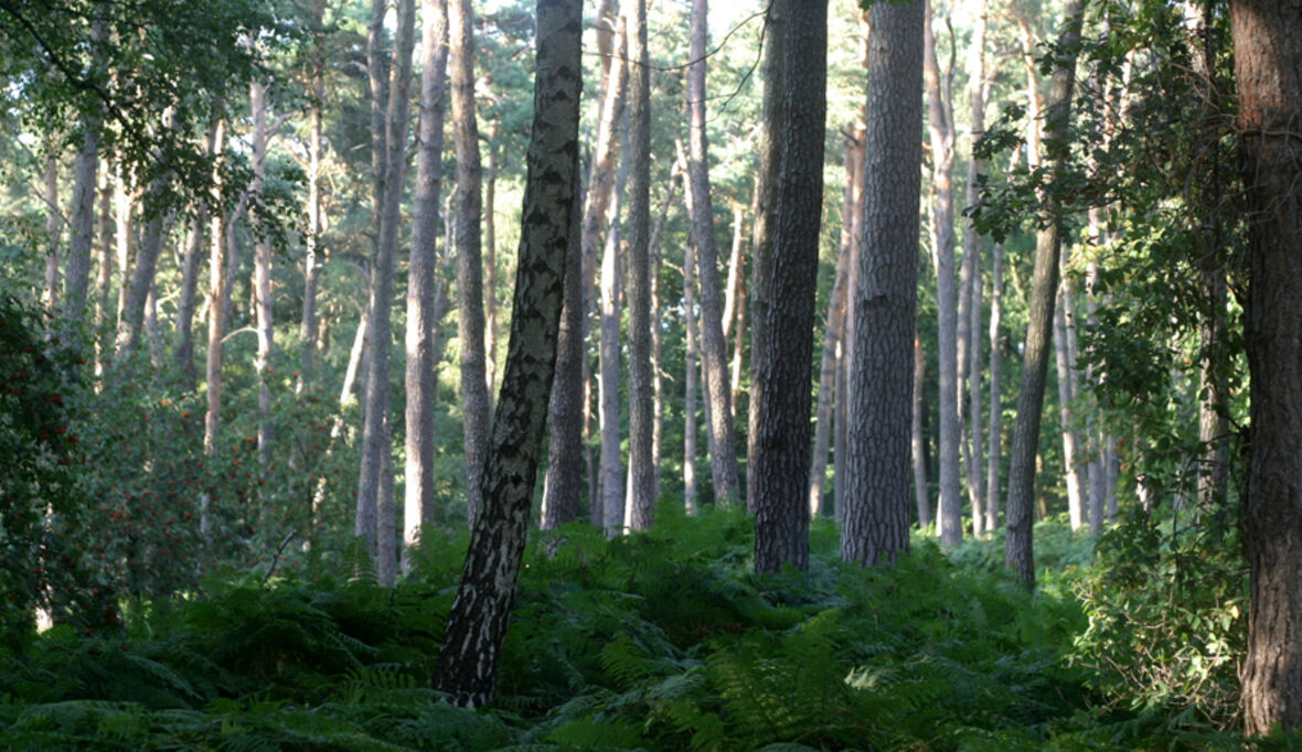 Fairy und Plant-for-the-Planet pflanzen über 42.000 Bäume