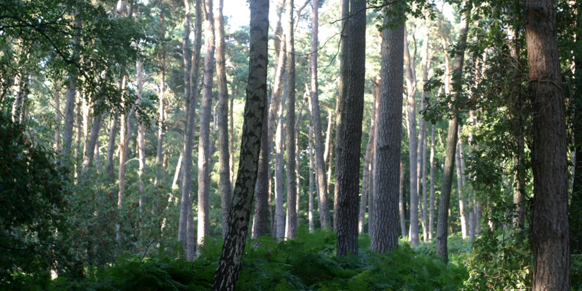 Künstliche Photosynthese gegen die globale Erwärmung?