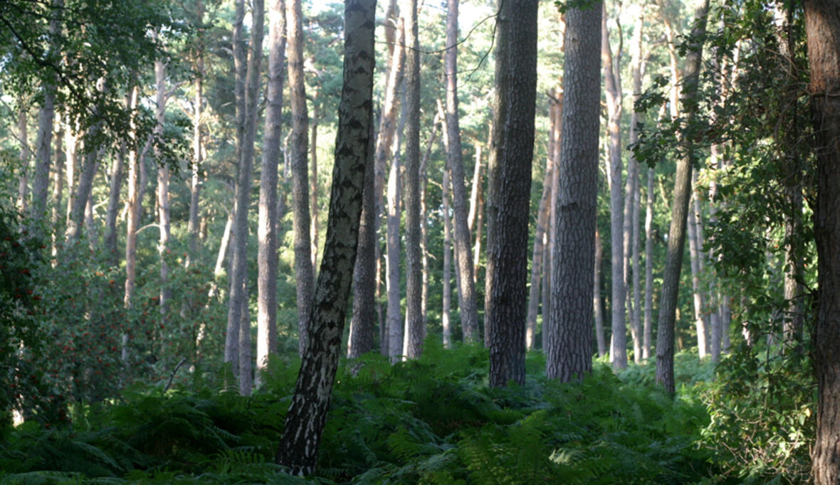 Wälder schützen für eine grünere Zukunft